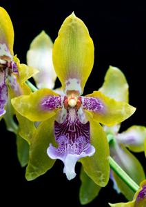 Oncidium wyattianum