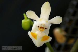 Phalaenopsis thailandica