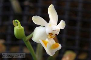 Phalaenopsis thailandica