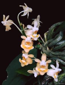 Phalaenopsis thailandica