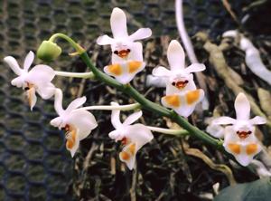 Phalaenopsis thailandica