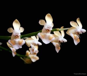 Phalaenopsis thailandica