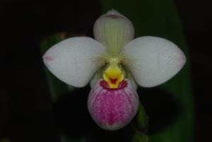 Phragmipedium schlimii