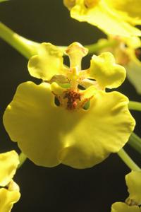 Rossioglossum ampliatum