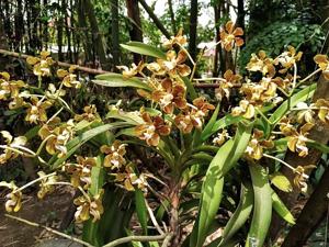 Vanda motesiana