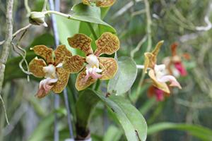 Vanda motesiana