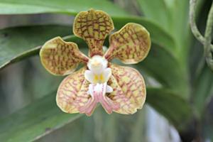 Vanda motesiana