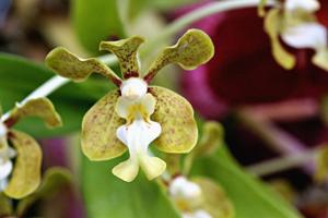 Vanda motesiana