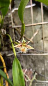 Dendrobium barbatum