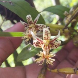 Dendrobium barbatum