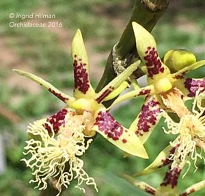 Dendrobium barbatum