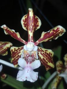 Vanda tricolor var. tricolor