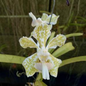 Vanda suavis