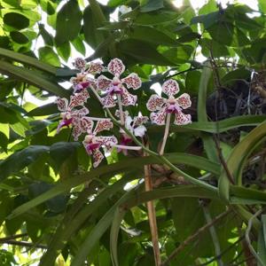 Vanda suavis