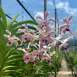 Vanda suavis