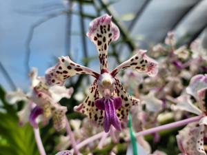 Vanda suavis