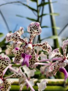 Vanda suavis