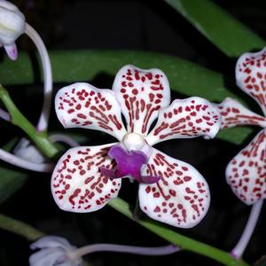 Vanda suavis