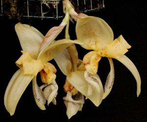 Stanhopea bueraremensis