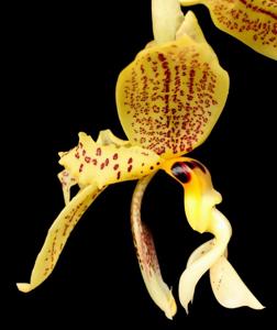 Stanhopea nicaraguensis