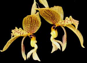 Stanhopea nicaraguensis