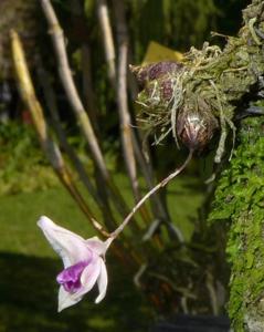Dendrobium elliottianum