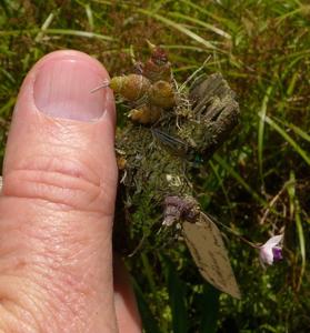Dendrobium elliottianum