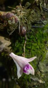 Dendrobium elliottianum