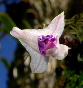 Dendrobium elliottianum