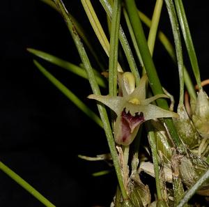 Dendrobium shearmanii