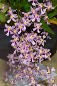 Oncidium sotoanum