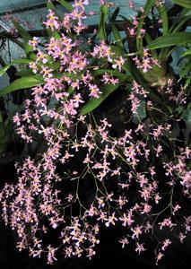 Oncidium sotoanum