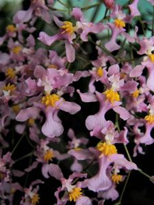 Oncidium sotoanum