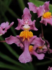 Oncidium sotoanum