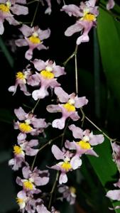 Oncidium sotoanum