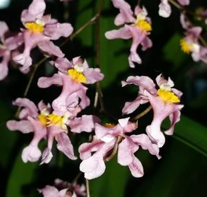 Oncidium sotoanum