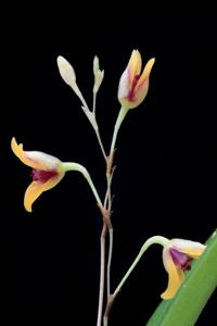 Pabstiella fusca