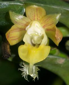 Pelatantheria woonchengii