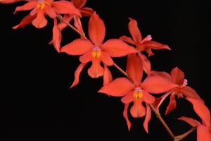 Oncidium noezlianum