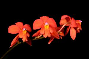 Oncidium noezlianum