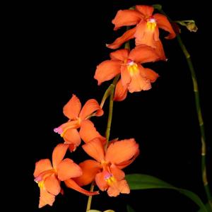 Oncidium noezlianum