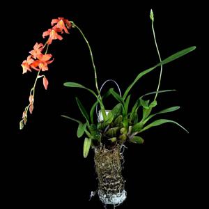 Oncidium noezlianum