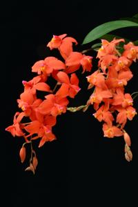 Oncidium noezlianum