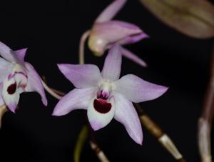 Dendrobium shixingense