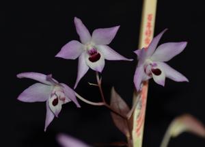 Dendrobium shixingense