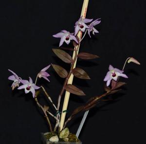 Dendrobium shixingense