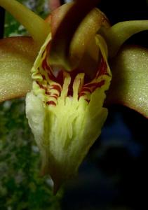 Dendrobium stenophytoides