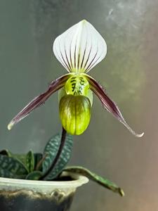 Paphiopedilum canhii