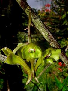 Dendrobium dianiae