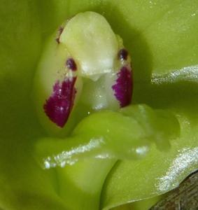 Dendrobium dianiae